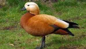 Duck ogon или red duck: описание на типа и съдържанието